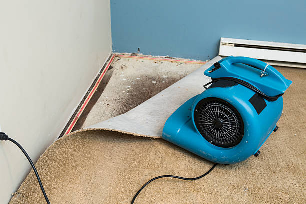 Best Professional water damage repair  in Marbleton, WY